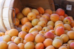 Apricots