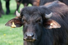 water-buffalo